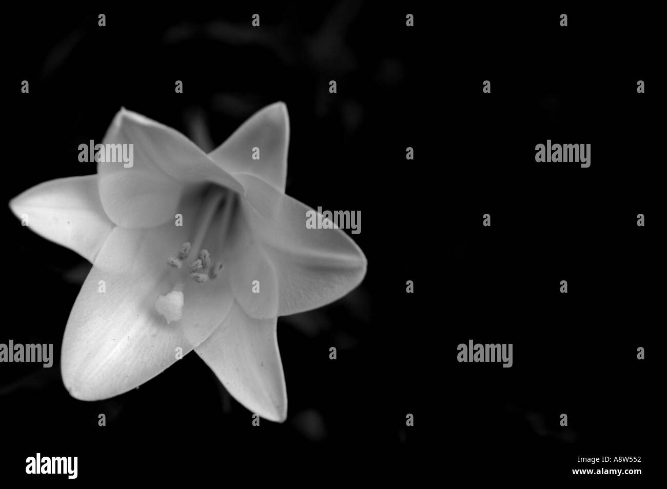 Black and white lily hi-res stock photography and images - Alamy