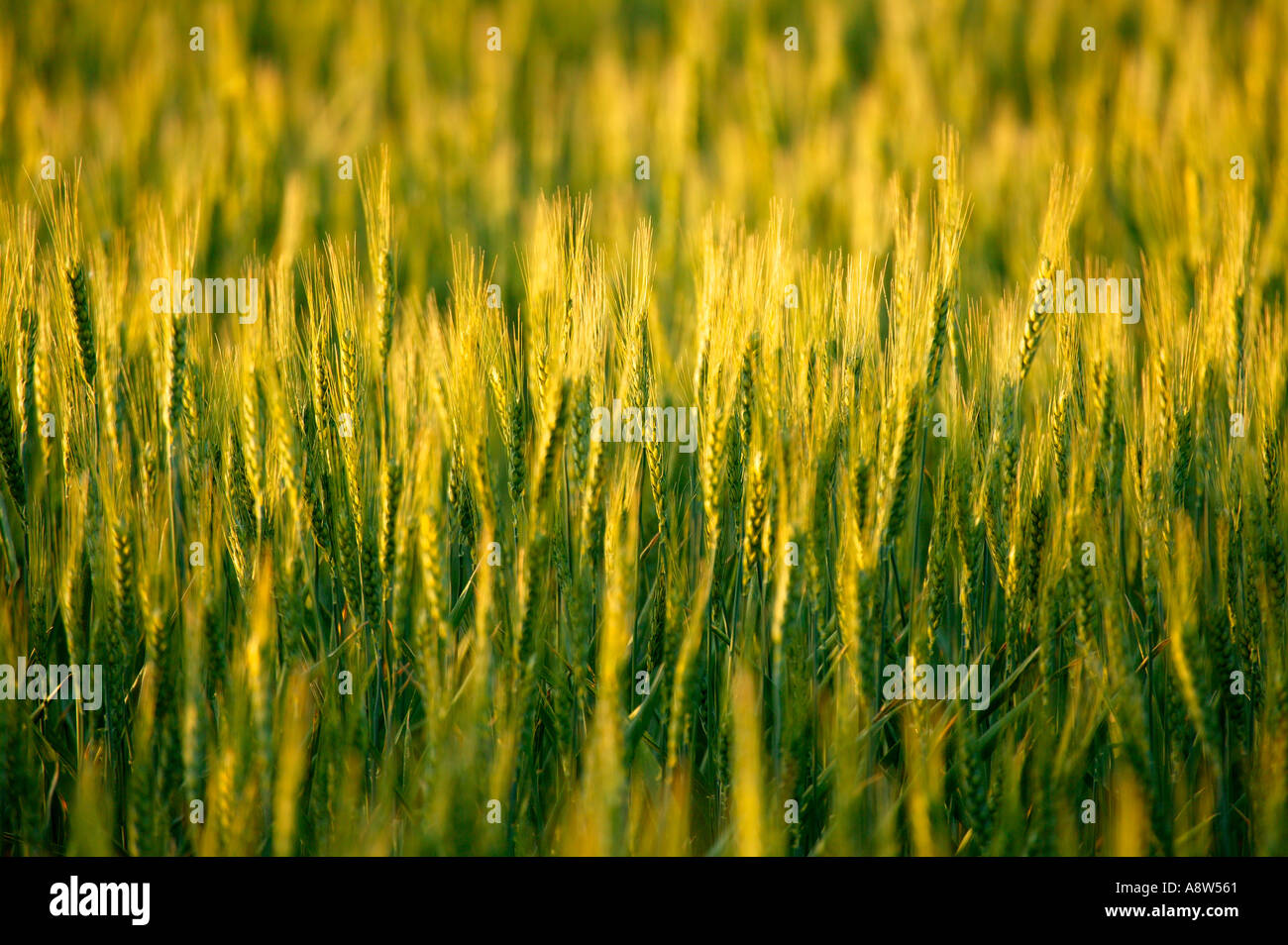 Wheat farmland near Ritzville Eastern Washington Stock Photo