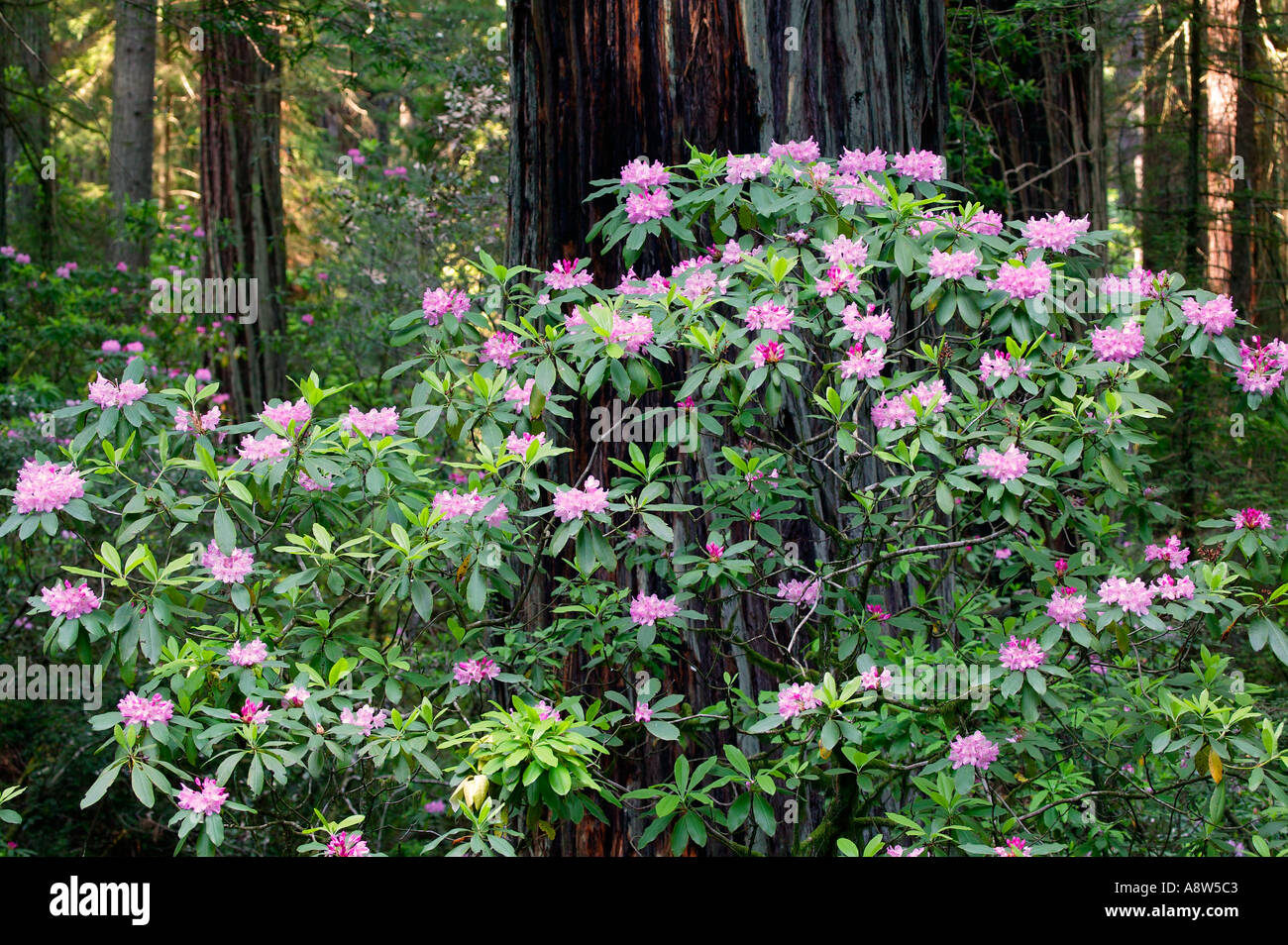 Redwoods and rhododendrons in Del Norte Coast Redwoods State Park The Redwoods State and National Parks California Stock Photo