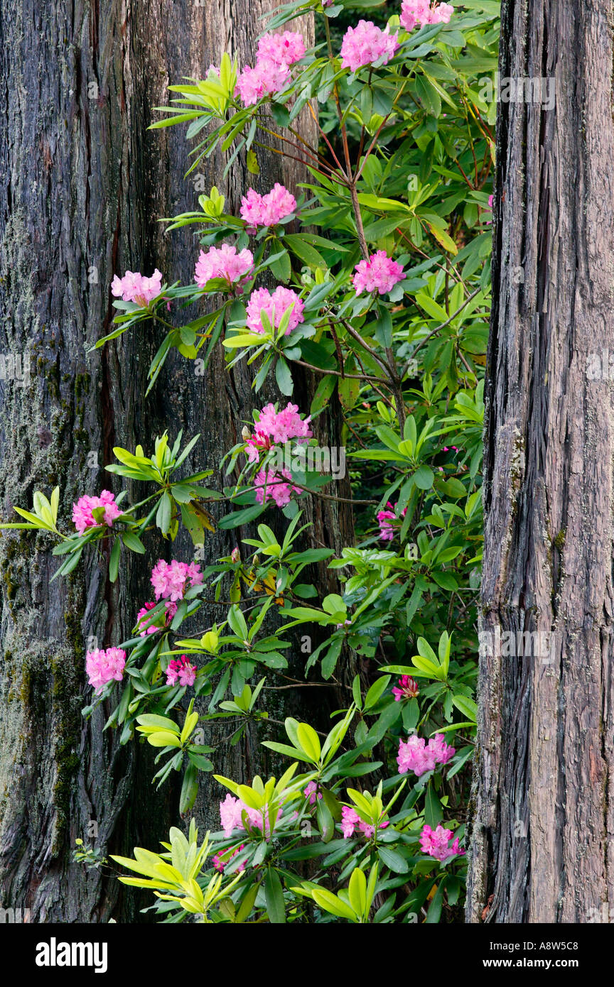 Rhododendrons in the Del Norte Coast Redwoods State Park Redwood National and State Parks California Stock Photo