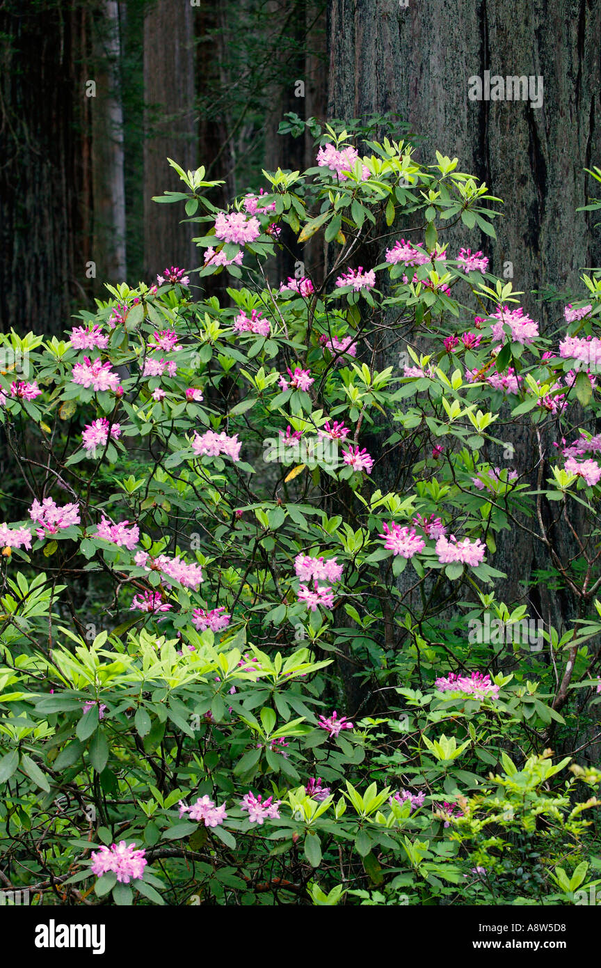 Rhododendrons in Del Norte Coast Redwoods State Park part of the Redwoods State and National Parks California Stock Photo