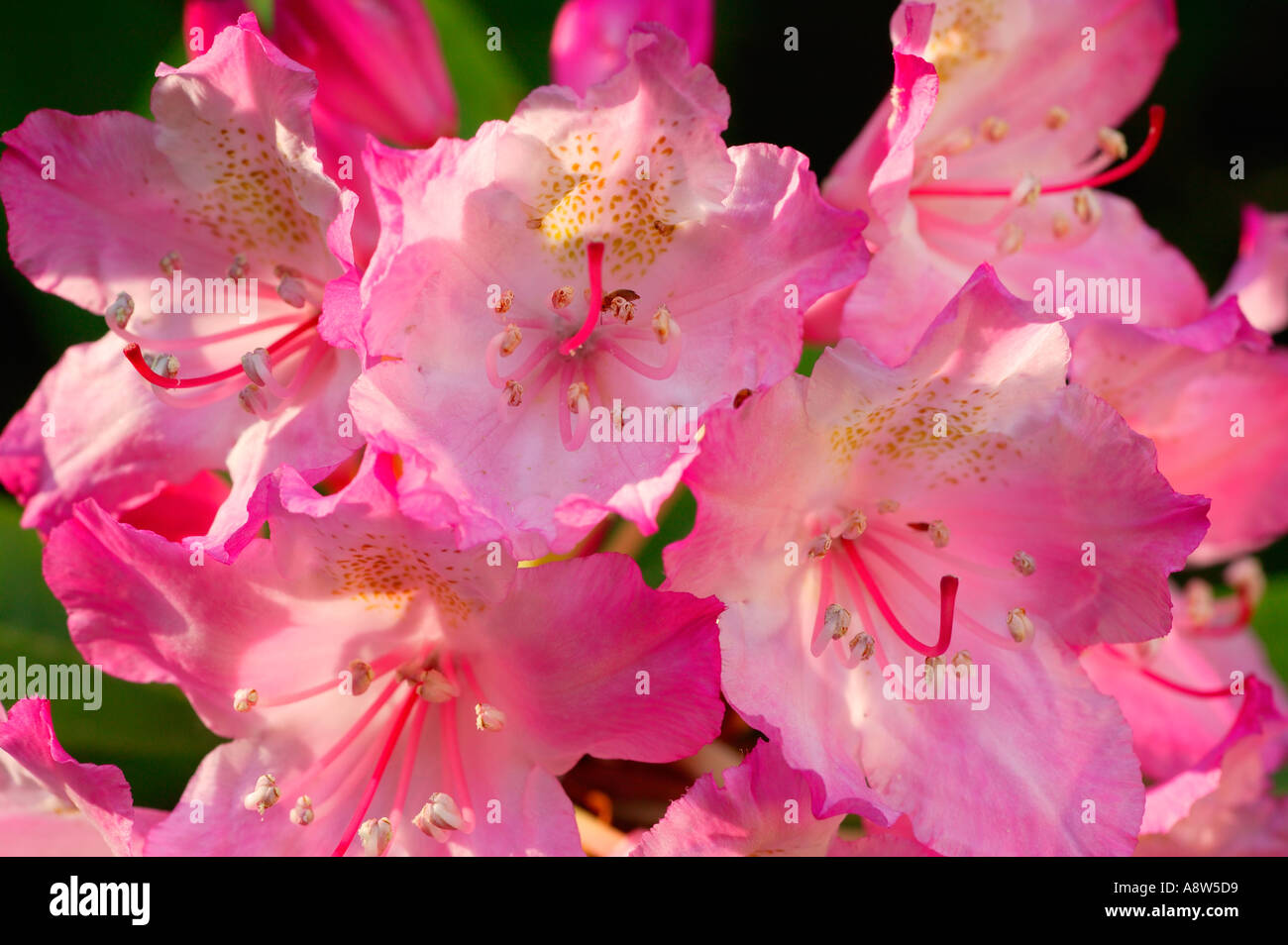 Rhododendrons in Del Norte Coast Redwoods State Park part of the Redwoods State and National Parks California Stock Photo