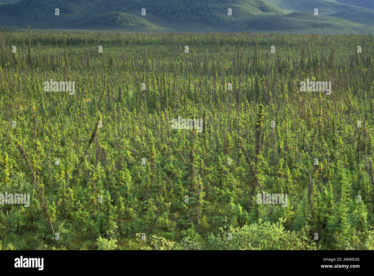 Tiaga or boreal Forest along the Alaska Highway Yukon Canada Stock Photo