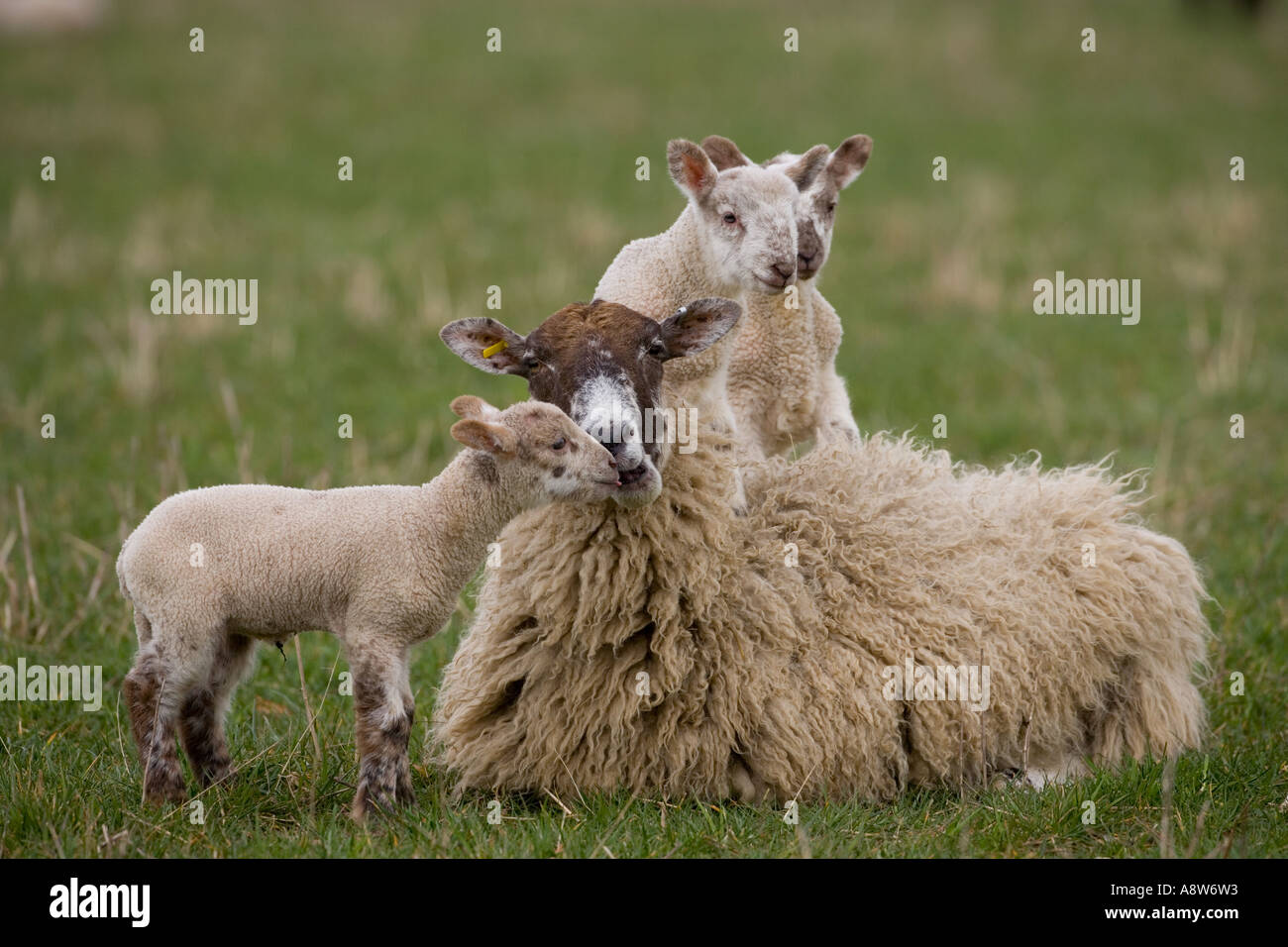 Lambs jumping on resting ewe in spring Stock Photo