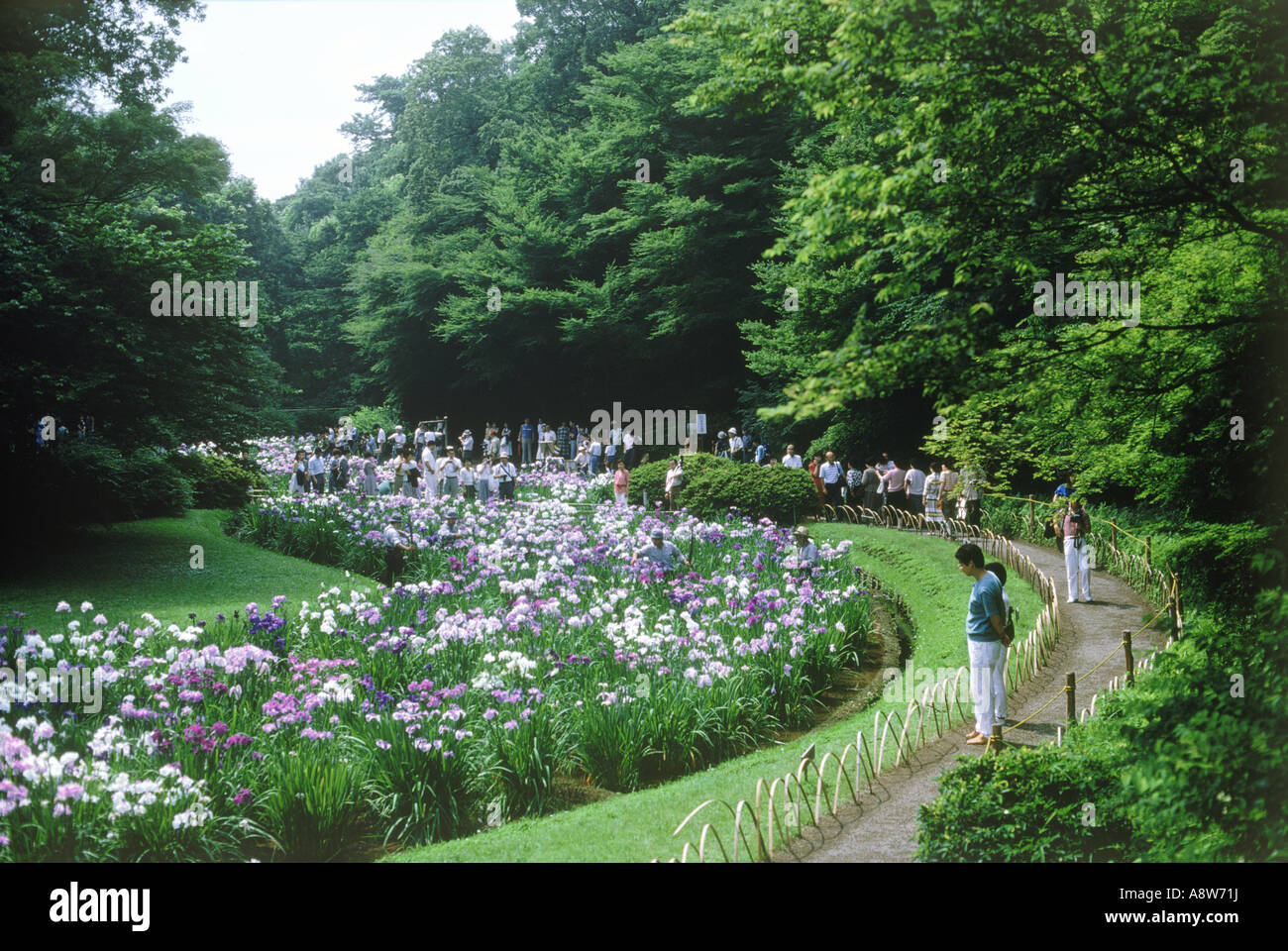 Tourists visiting Iris Garden at Meiji Shrine in Tokyo Stock Photo