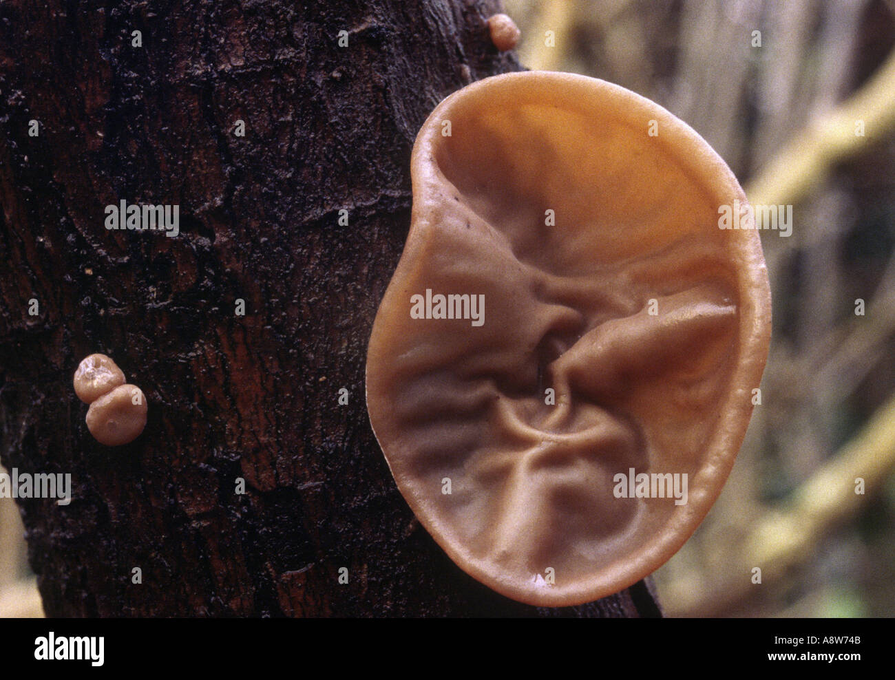 Jew's ear fungus on tree branch Stock Photo