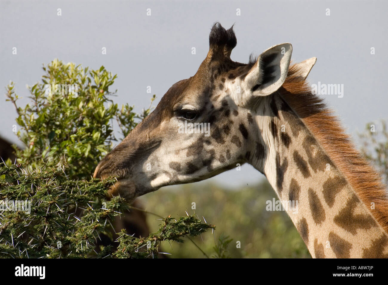 Masai giraffe eating leaves hi-res stock photography and images - Alamy