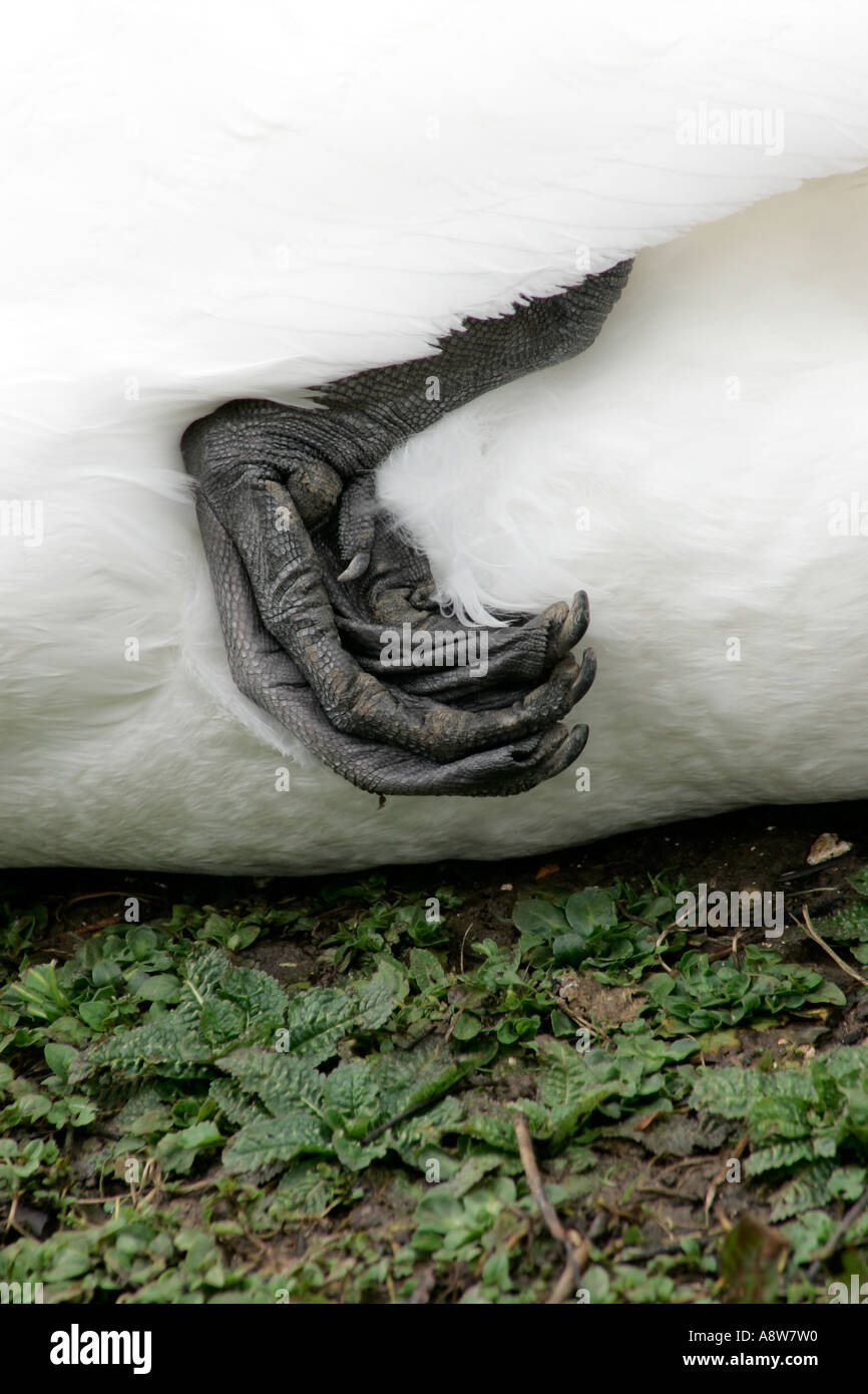 Mute swan (Cygnus olor) webbed foot lifted slightly off the ground