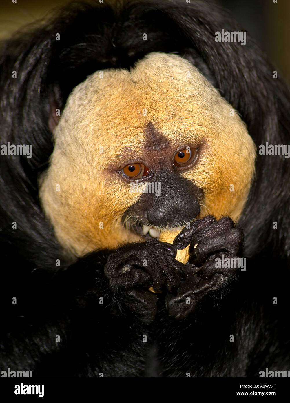 A single male White Faced Saki Monkey (Pithecia pithecia) eating ...