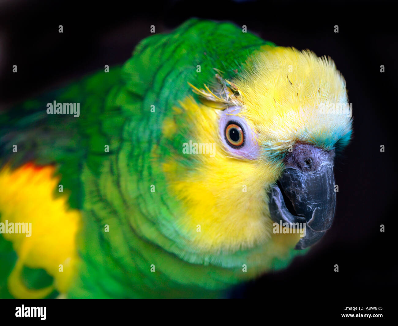 Portrait Of A Blue Fronted Amazon Parrot (Amazonia aestiva Stock Photo