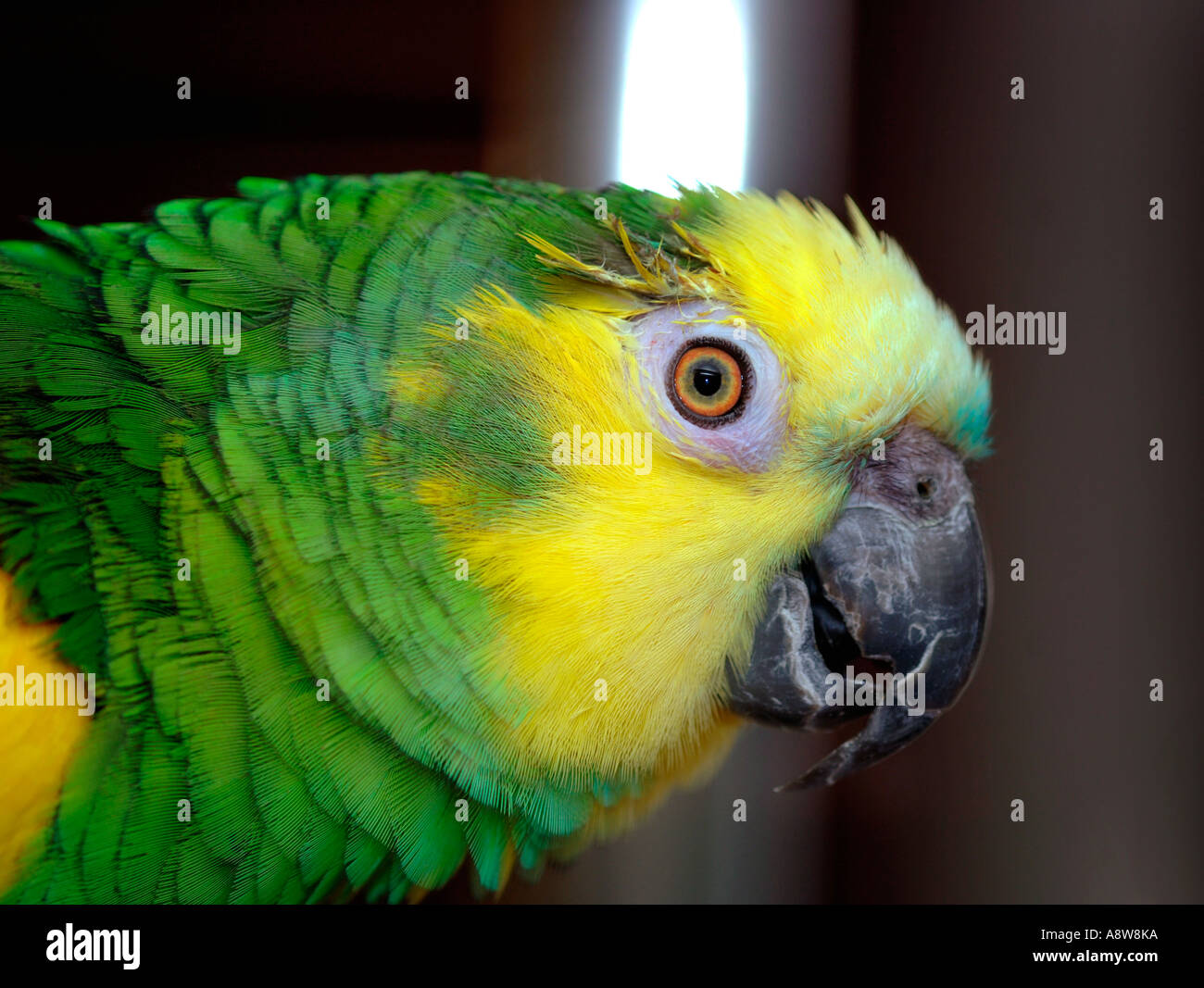 Portrait Of A Blue Fronted Amazon Parrot (Amazonia aestiva Stock Photo