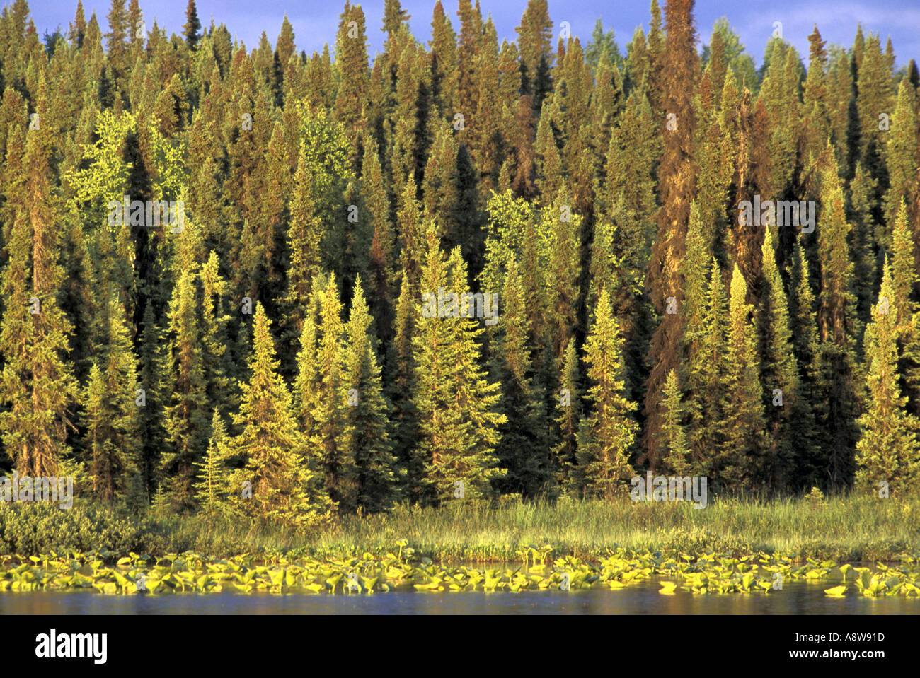 S Rolly Lake Nancy Lake Recreation Area Alaska Stock Photo