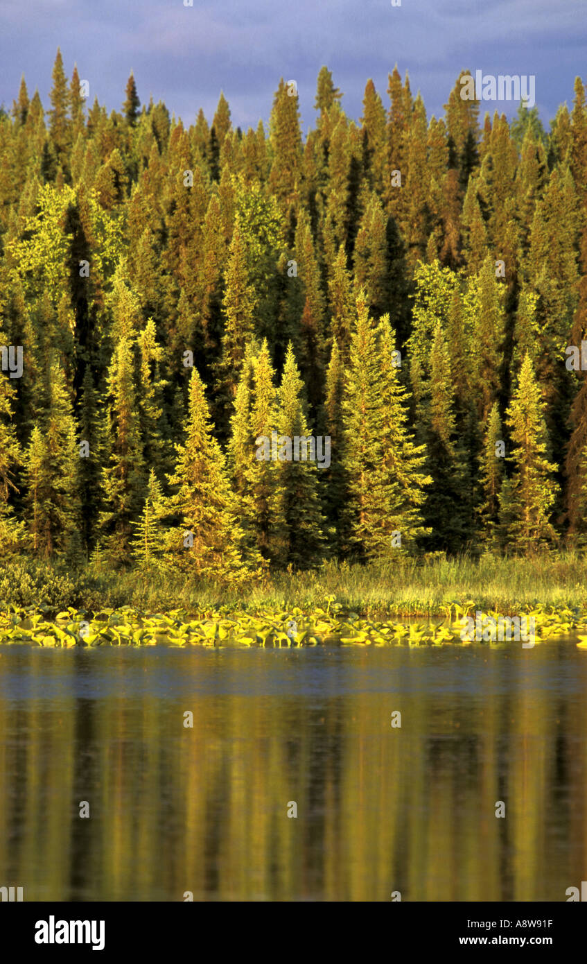 South Rolly Lake Nancy Lake Recreation Area Alaska Stock Photo