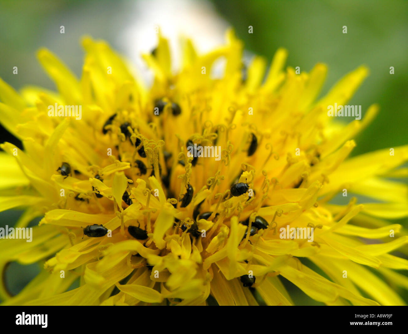 Dandylion up close hi-res stock photography and images - Alamy