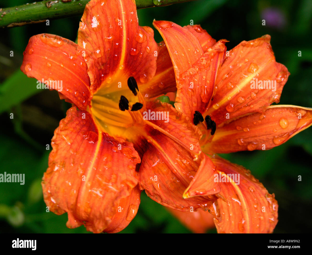 orange tiger lily in full bloom Stock Photo