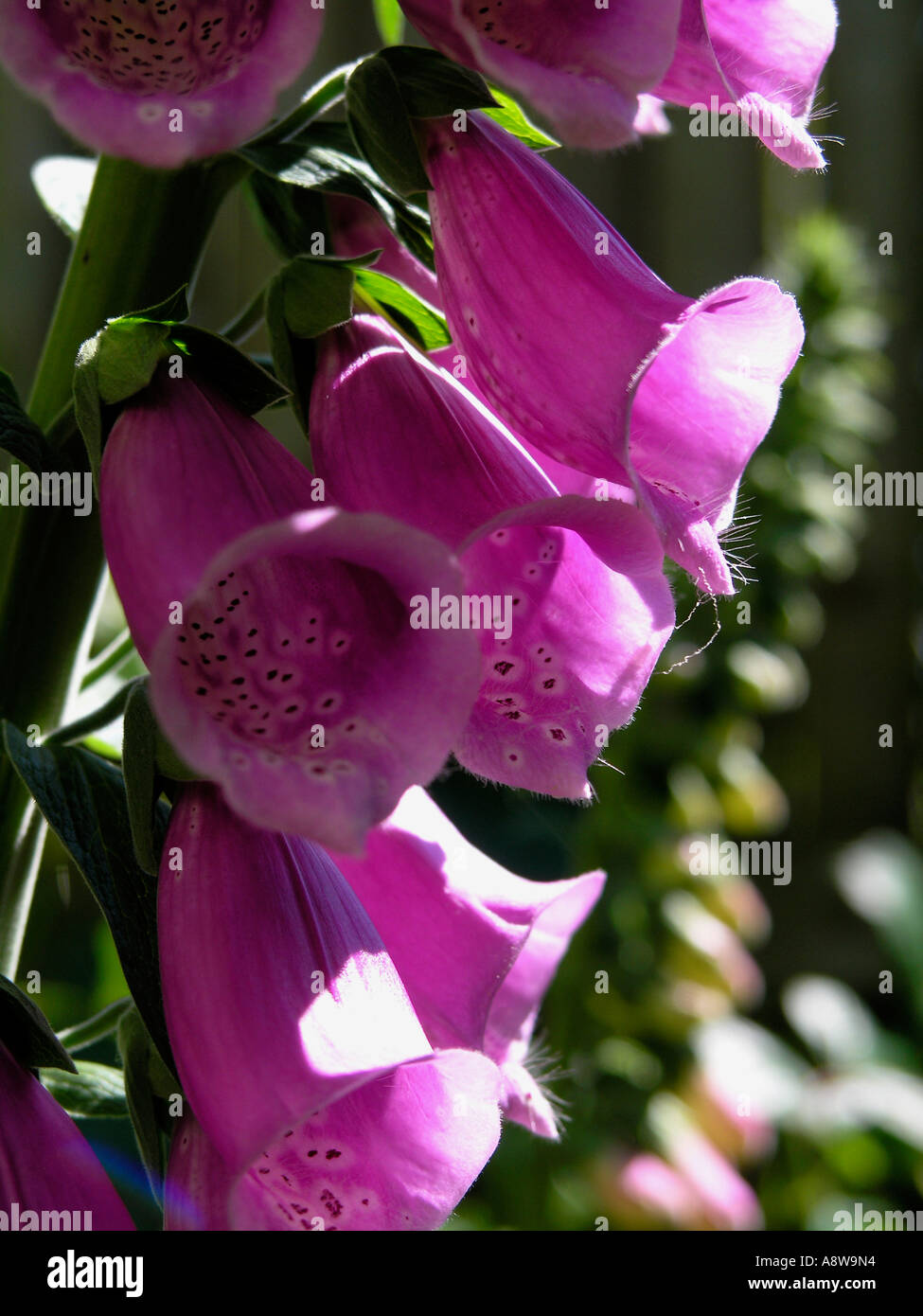 Digitalis flower plant bloom hires stock photography and images Alamy