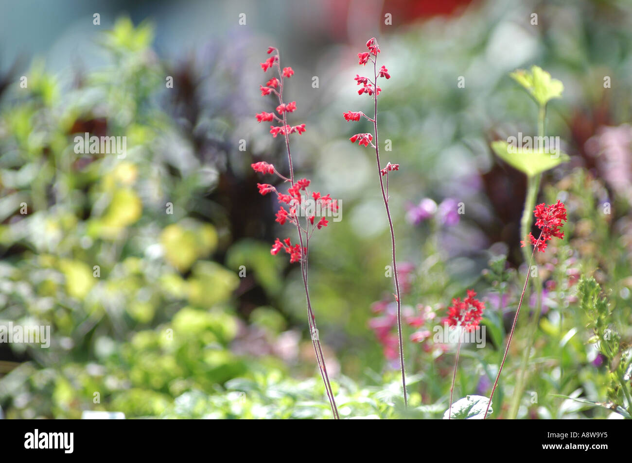 Nursery plants flowers hi-res stock photography and images - Alamy