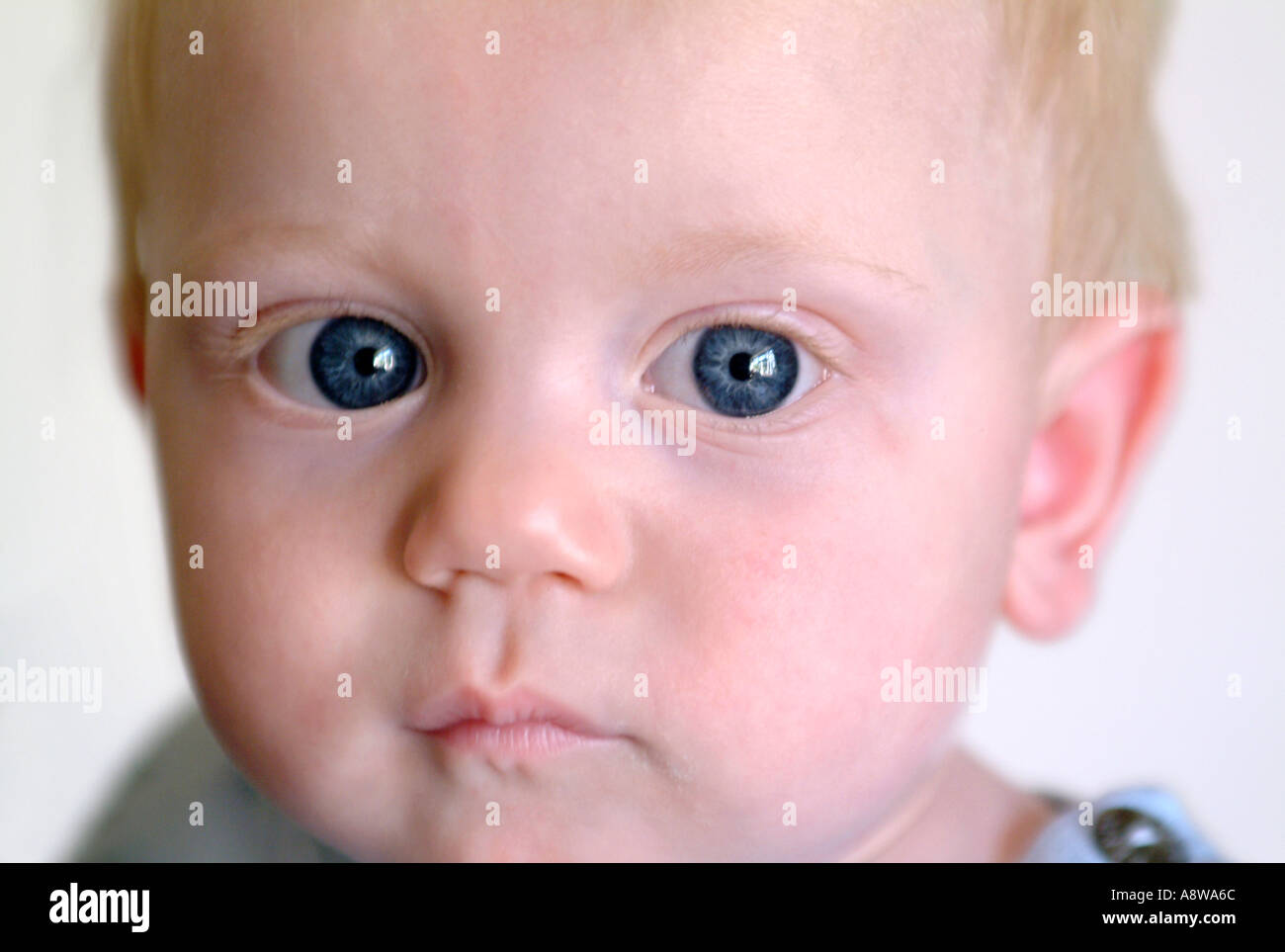 Portrait Of An Eight month Old Baby Boy Stock Photo Alamy portrait-of-an-eight-month-old-baby-boy-stock-photo-alamy