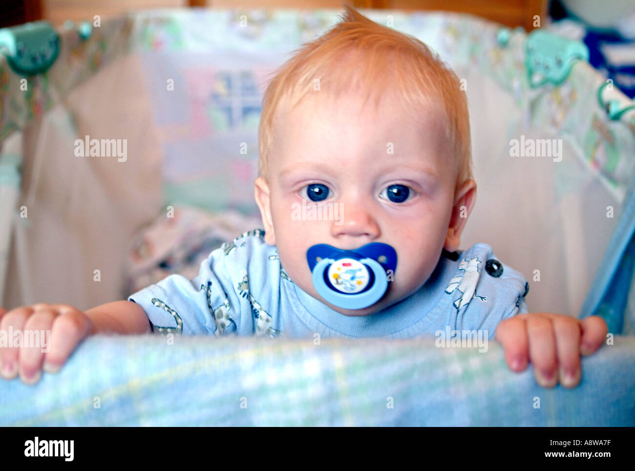 An eightmonth old baby boy in his cot Stock Photo Alamy