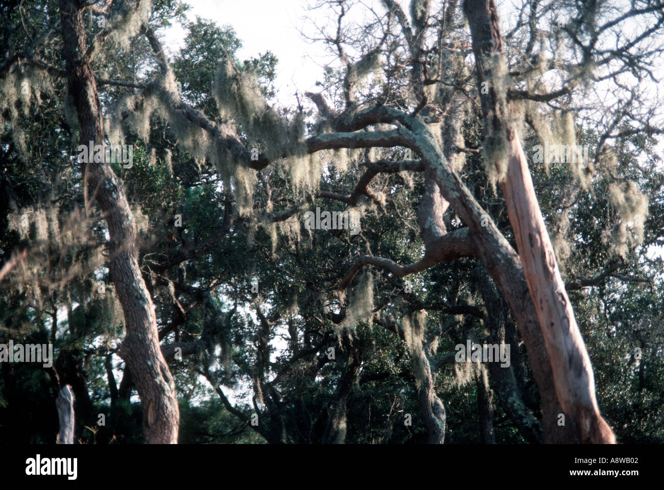 Spanish Moss at Carolina Beach State Park Stock Photo Alamy