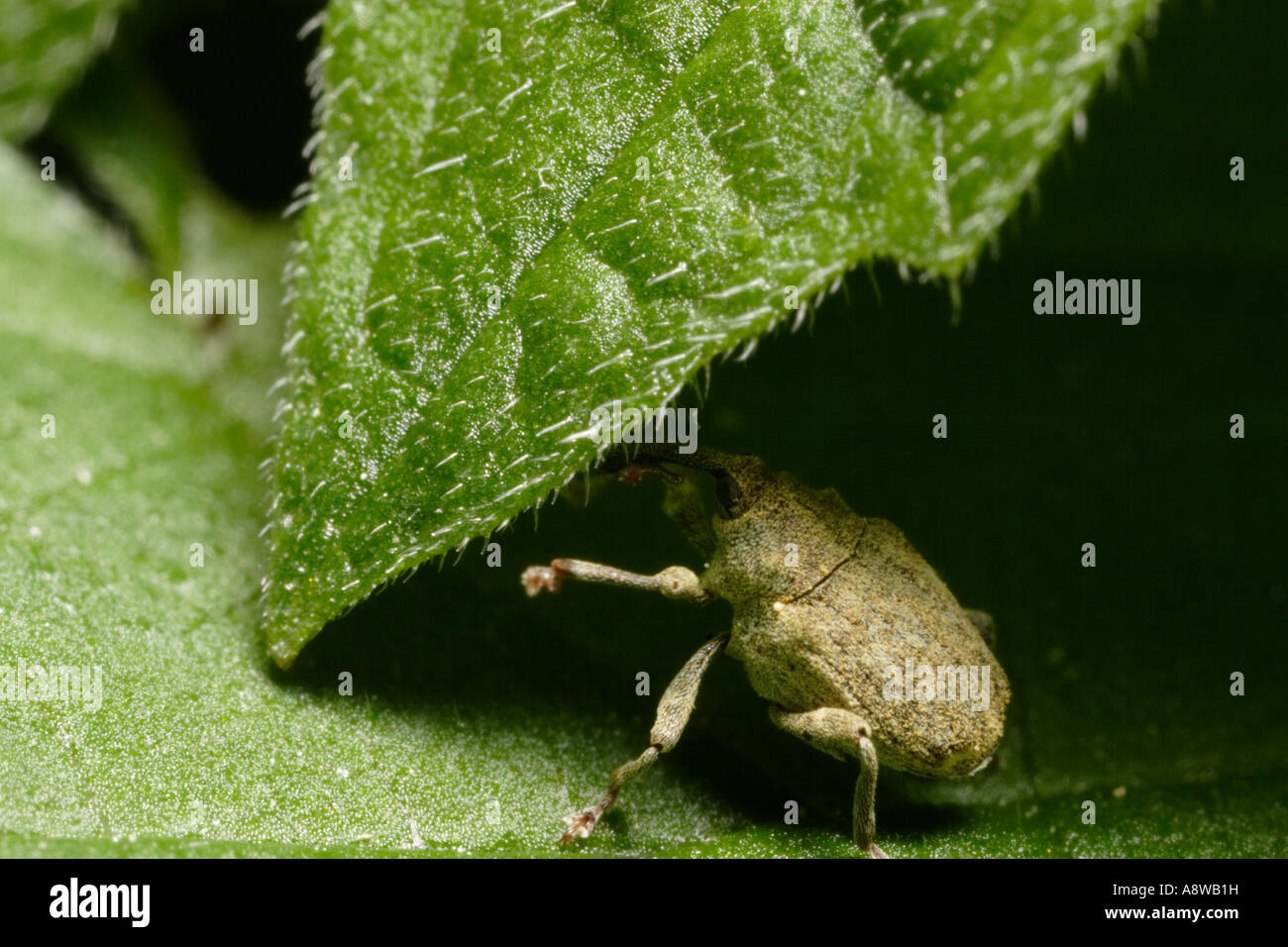 Weevil (Parethelcus pollinarius) on Stinging Nettle leaf Stock Photo ...