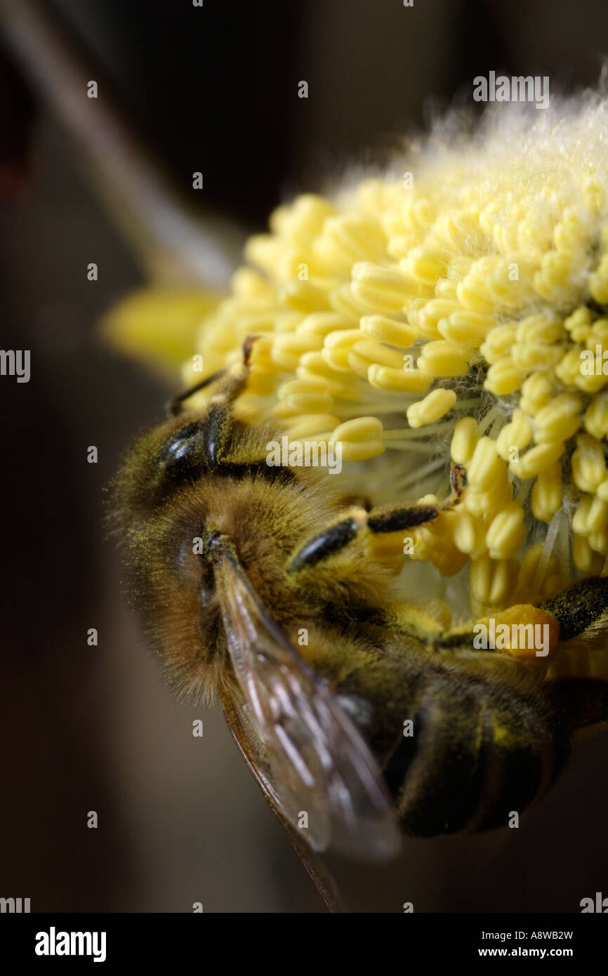Honey Bee (Apis mellifera) on Willow Bud Stock Photo