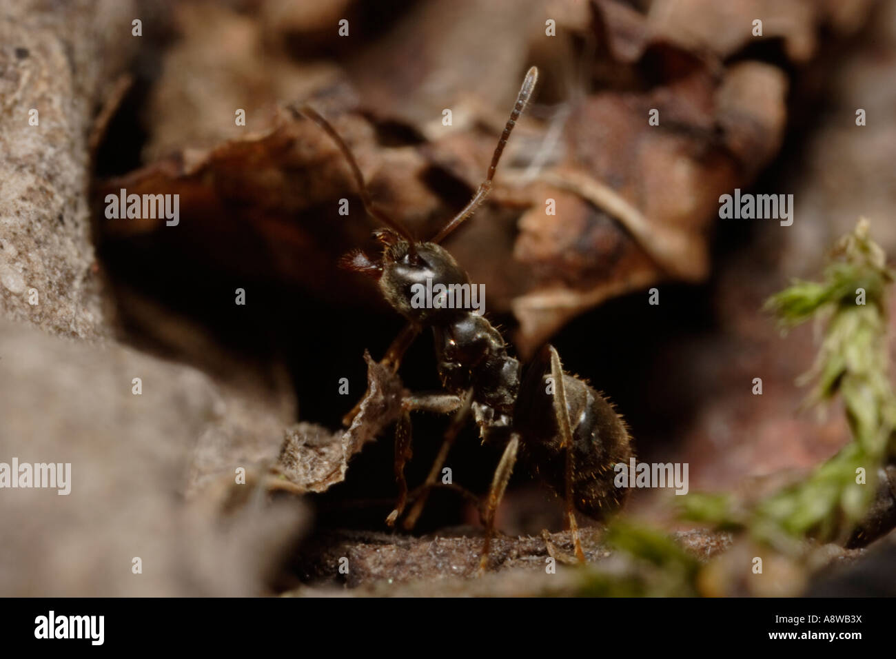 Pavement Ant peeking out of the den (Tetramorium caespitum) Stock Photo