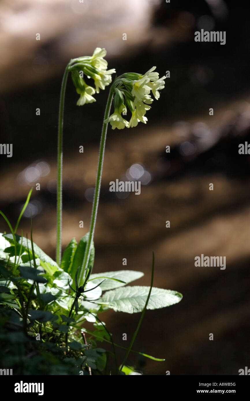 Yellow Cowslip on riverbank (Primula veris) Stock Photo