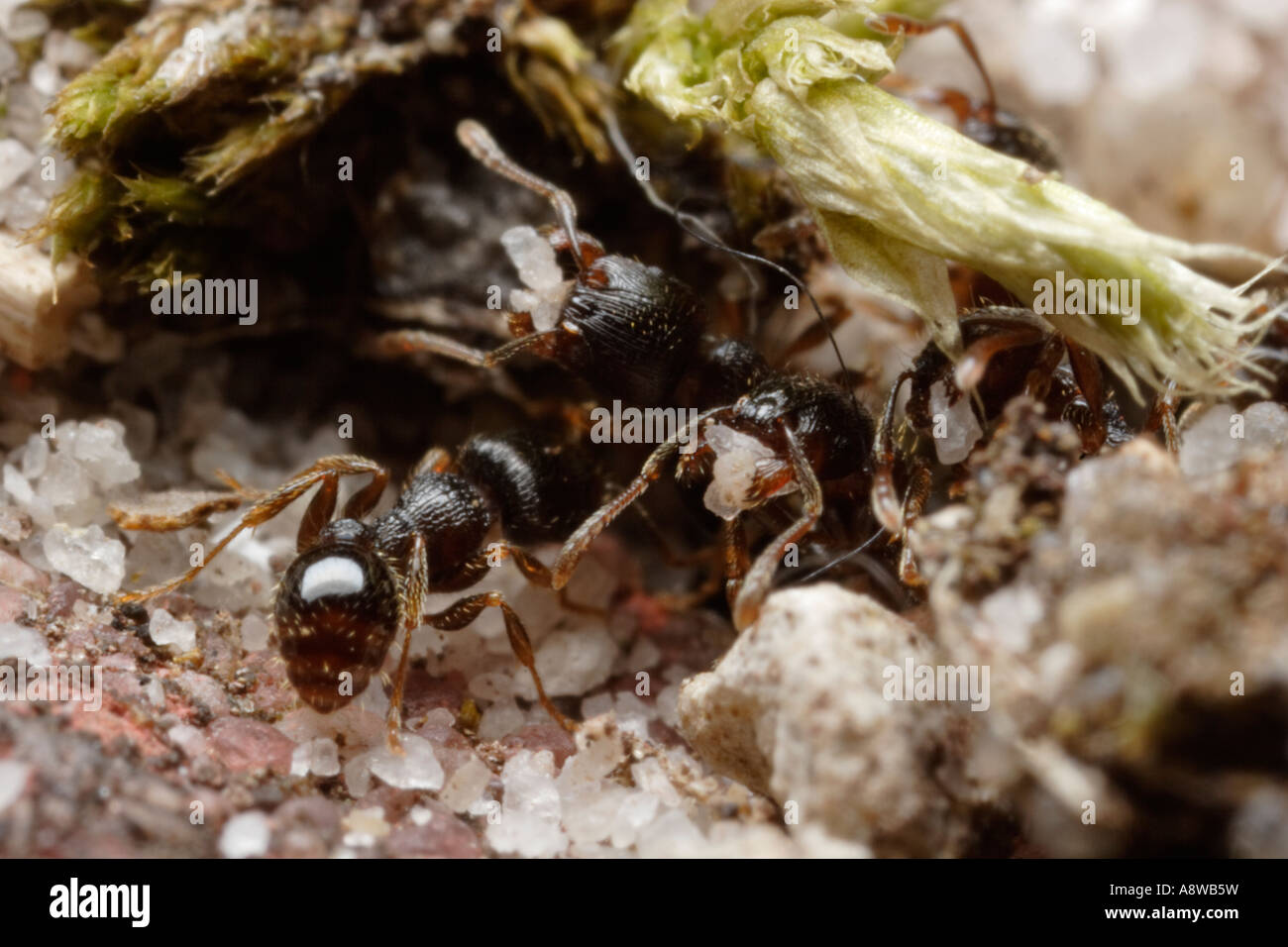 Pavement Ant carrying sand (Tetramorium caespitum) Stock Photo