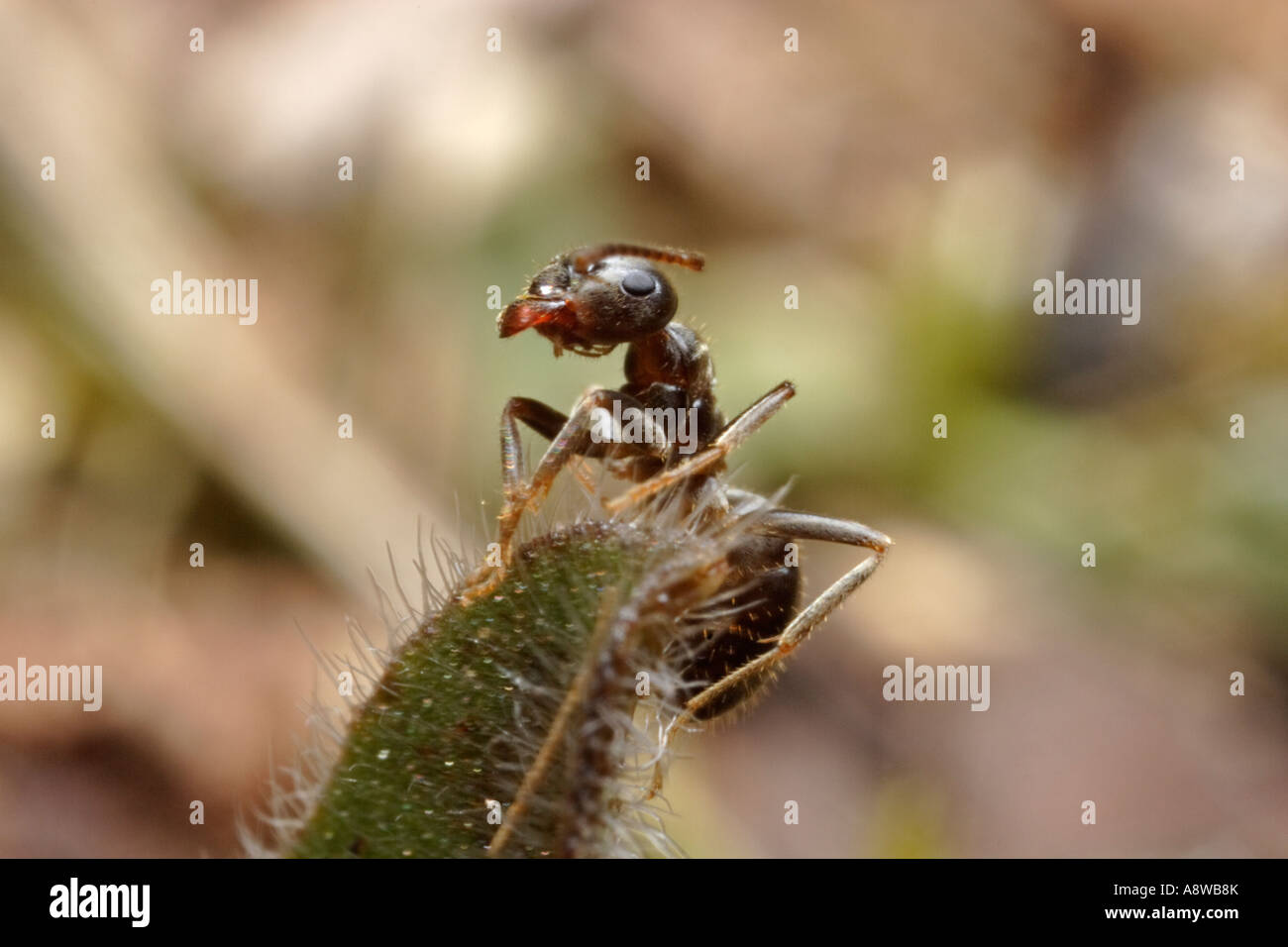 Garden Ant (Lasius niger, black garden ant) Stock Photo