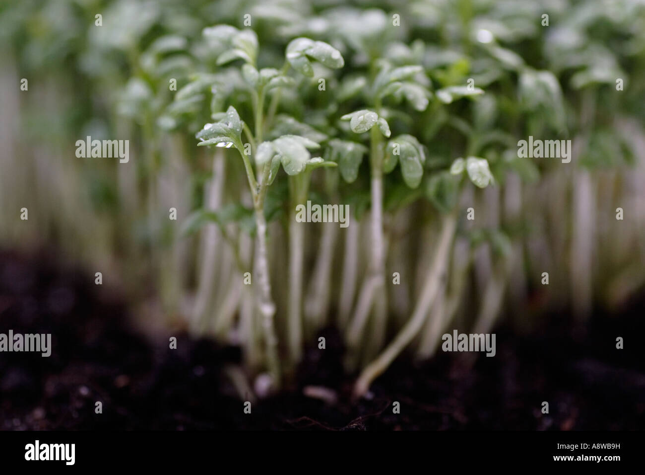 Herb Seeds - 'Pepper Cress