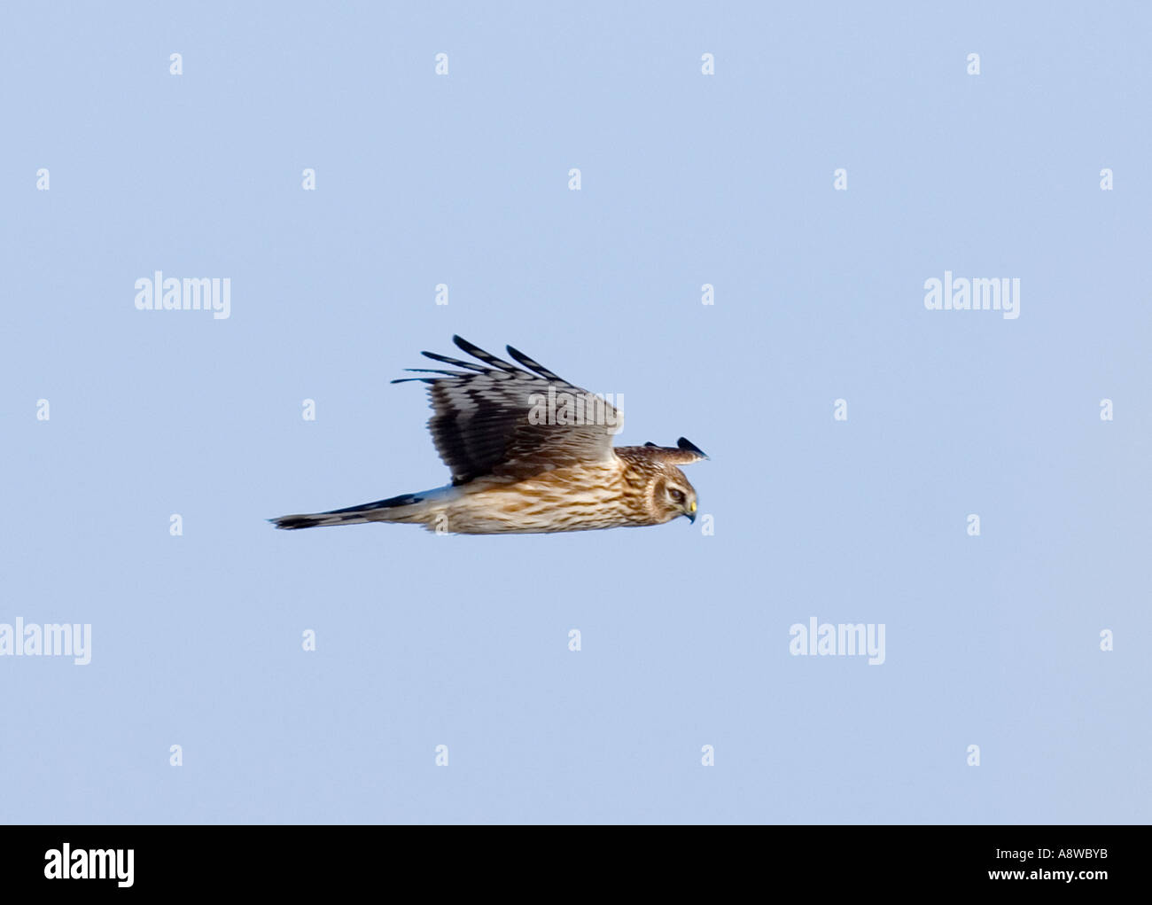 Hen Harrier, female in winter hunting over Norfolk reedbed UK Stock Photo