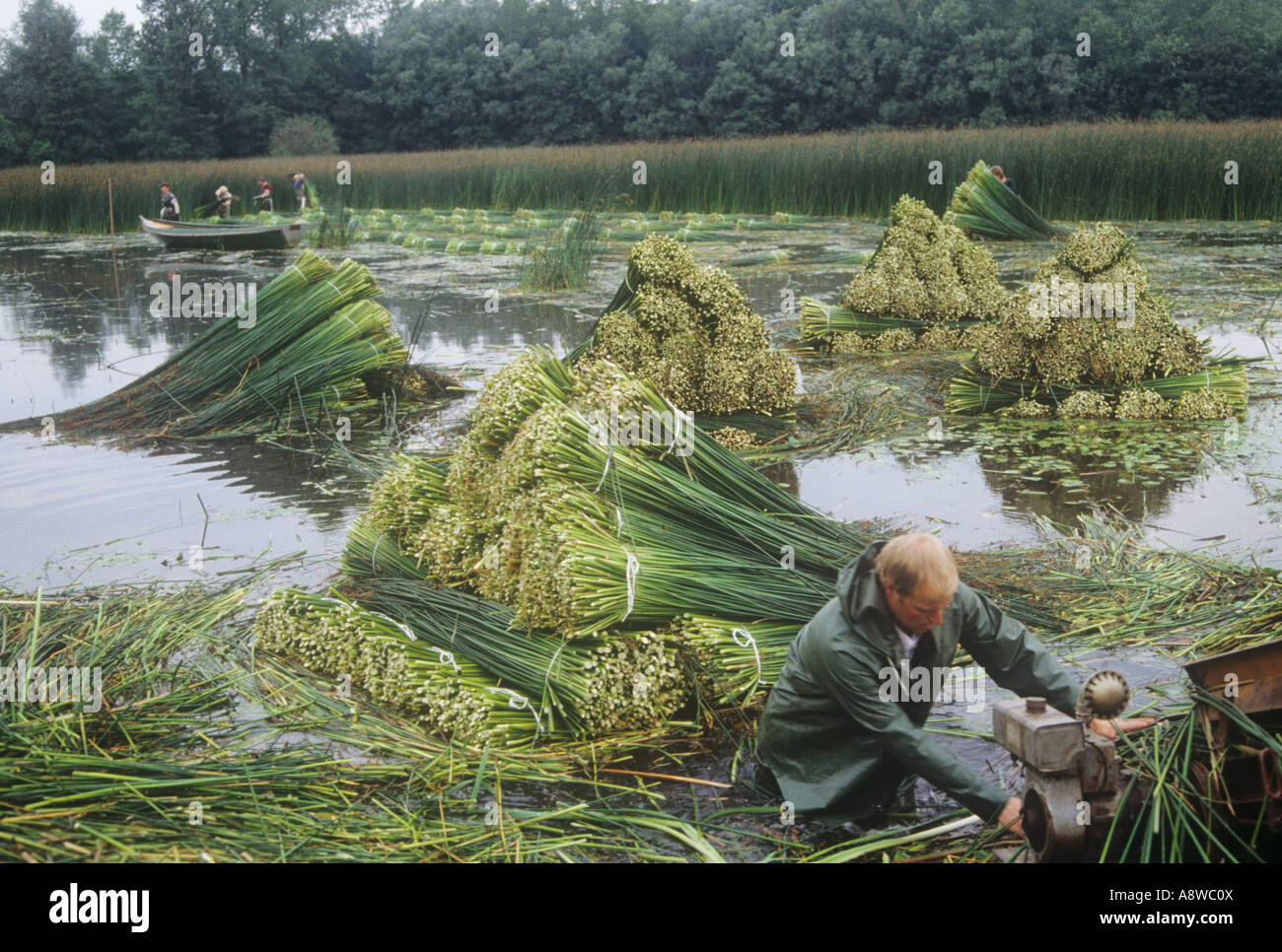 Cut Rushes Man cutting cane rushes to make furniture in Flevoland Holland Stock ...