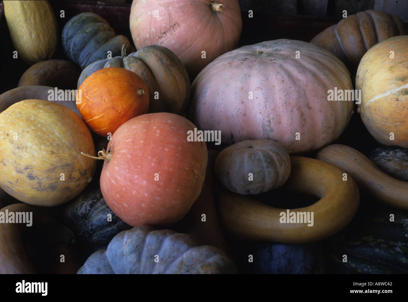 Mixed multicoloured Squashes or  Pumkins -  Alba - Piedmont Italy Stock Photo