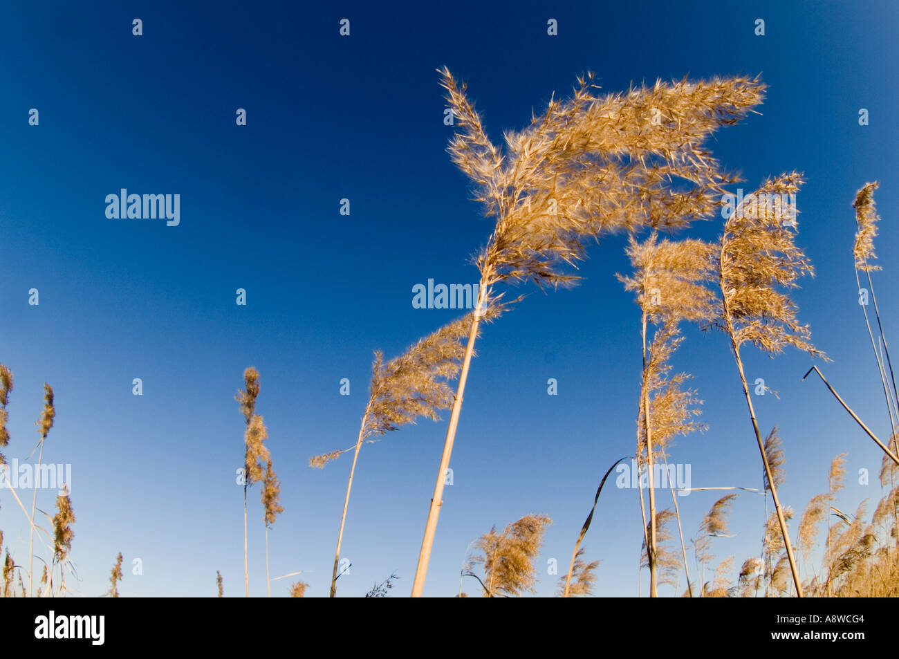 Phragmites reeds in reedbed Norfolk winter UK Stock Photo