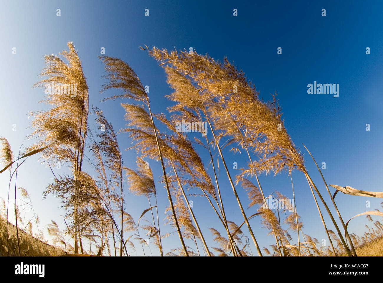 Phragmites reeds in reedbed Norfolk winter UK Stock Photo