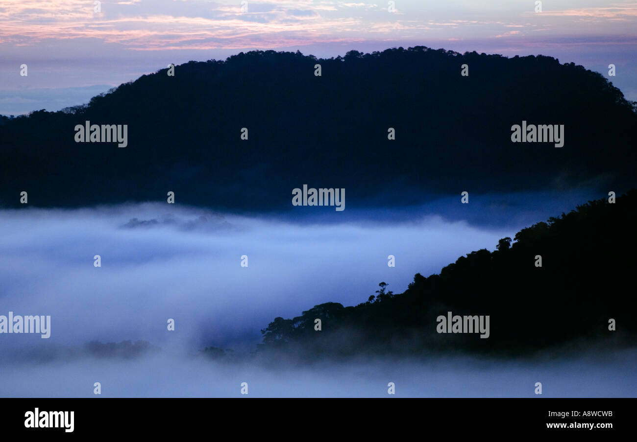 Central america rainforest trees hi-res stock photography and images ...