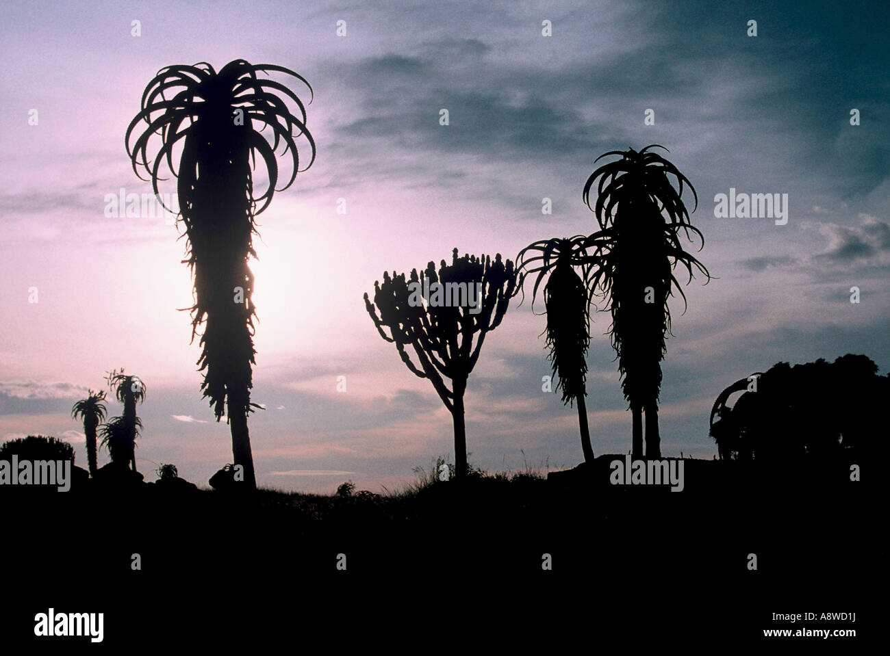 Aloe silhouettes Stock Photo