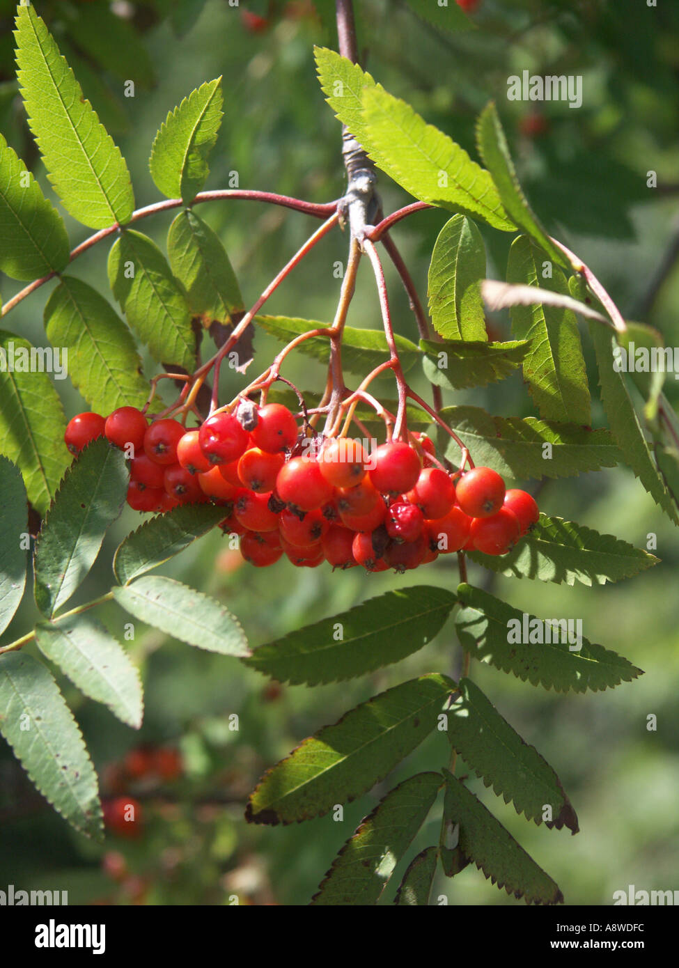 Cluster of birds hi-res stock photography and images - Alamy