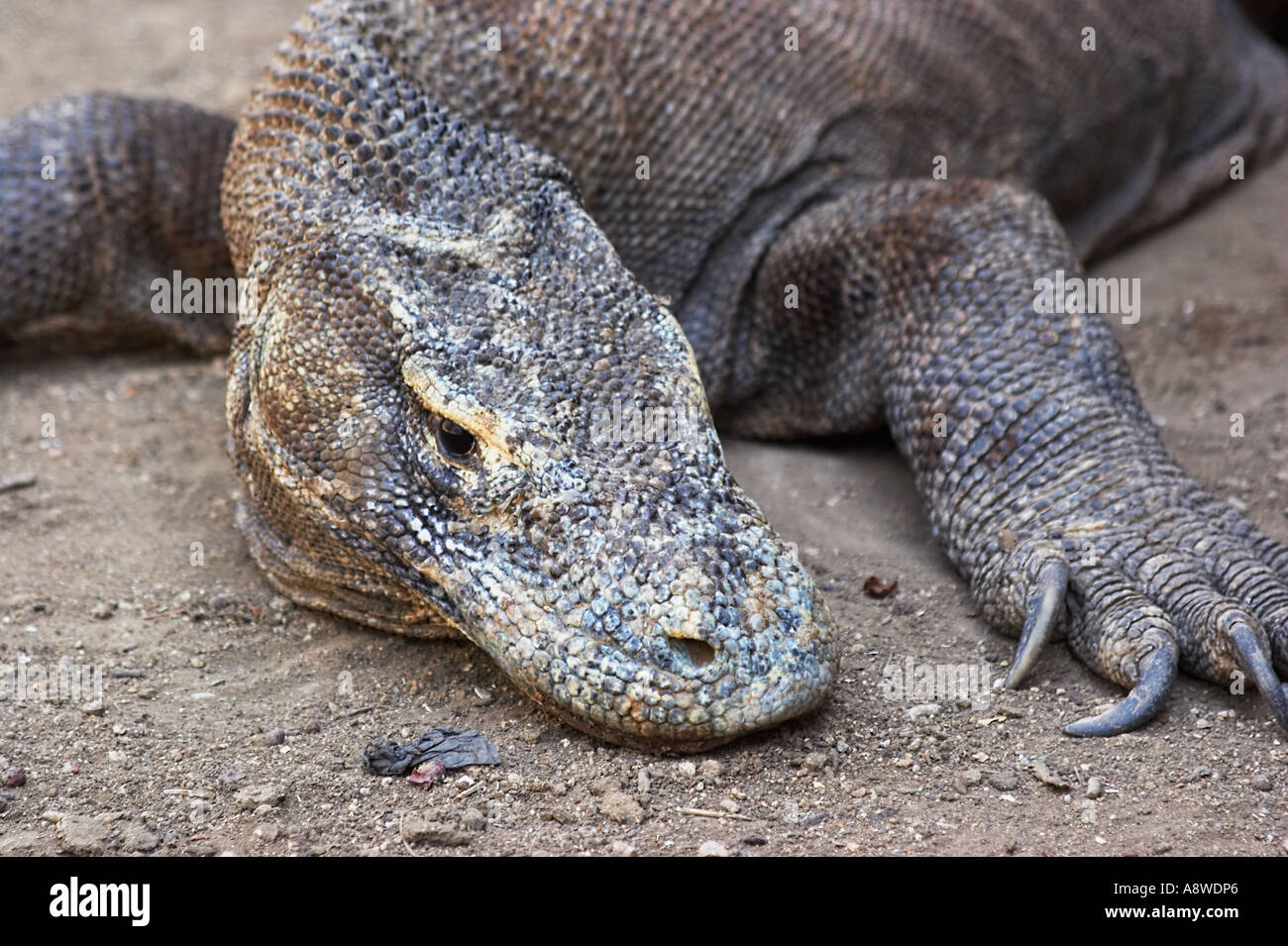 Komodo Dragon, World's Largest Lizard Stock Photo - Alamy