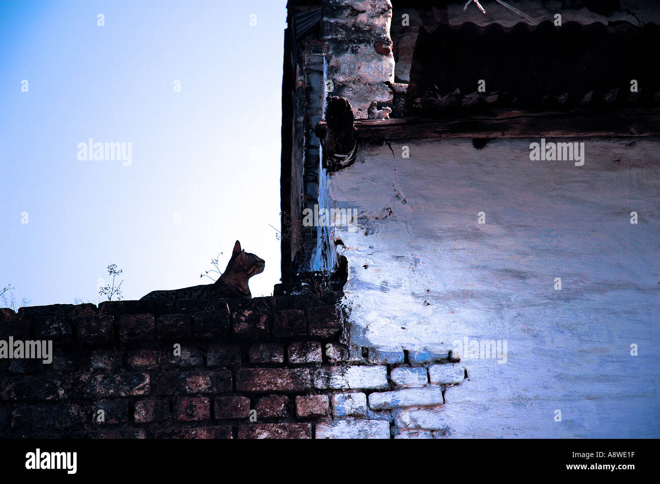 SUB90436 cat waiting to pounce on its prey Stock Photo