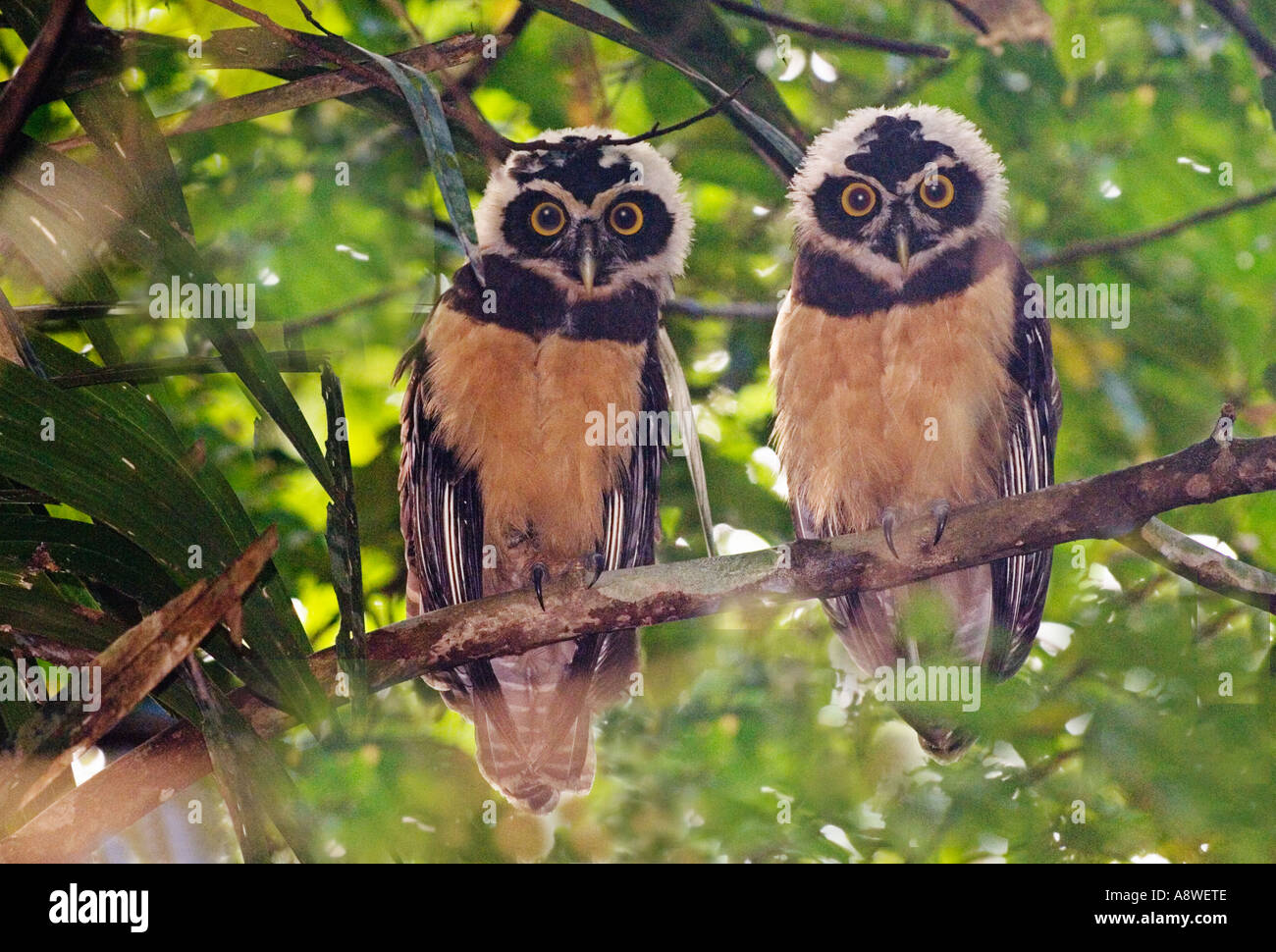 Spectacled Owl, Pulsatrix perspicillata, juveniles, Soberiana NP Panama Central America Stock Photo