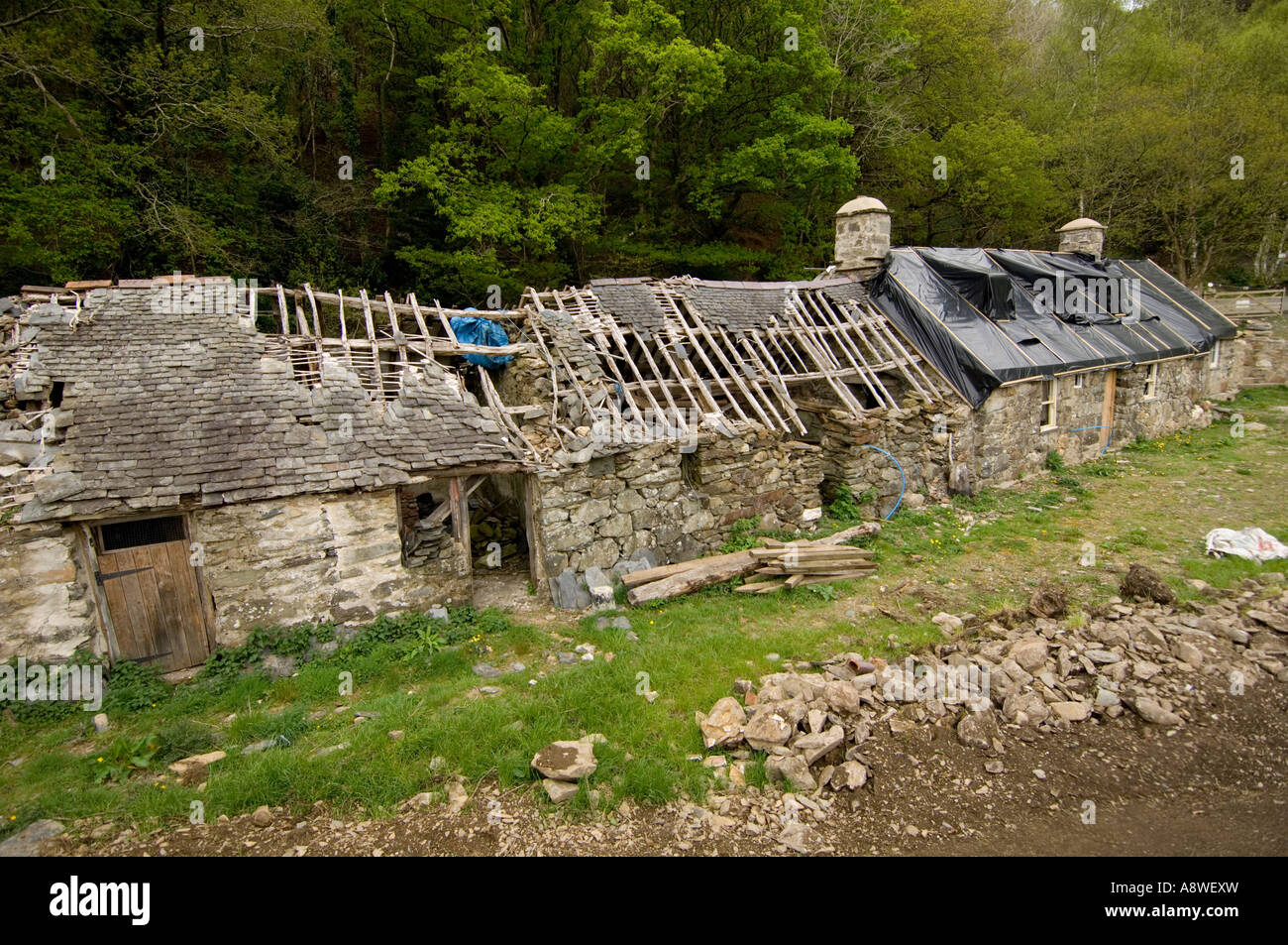 derelict old welsh long house being renovated rebuilt and repaired