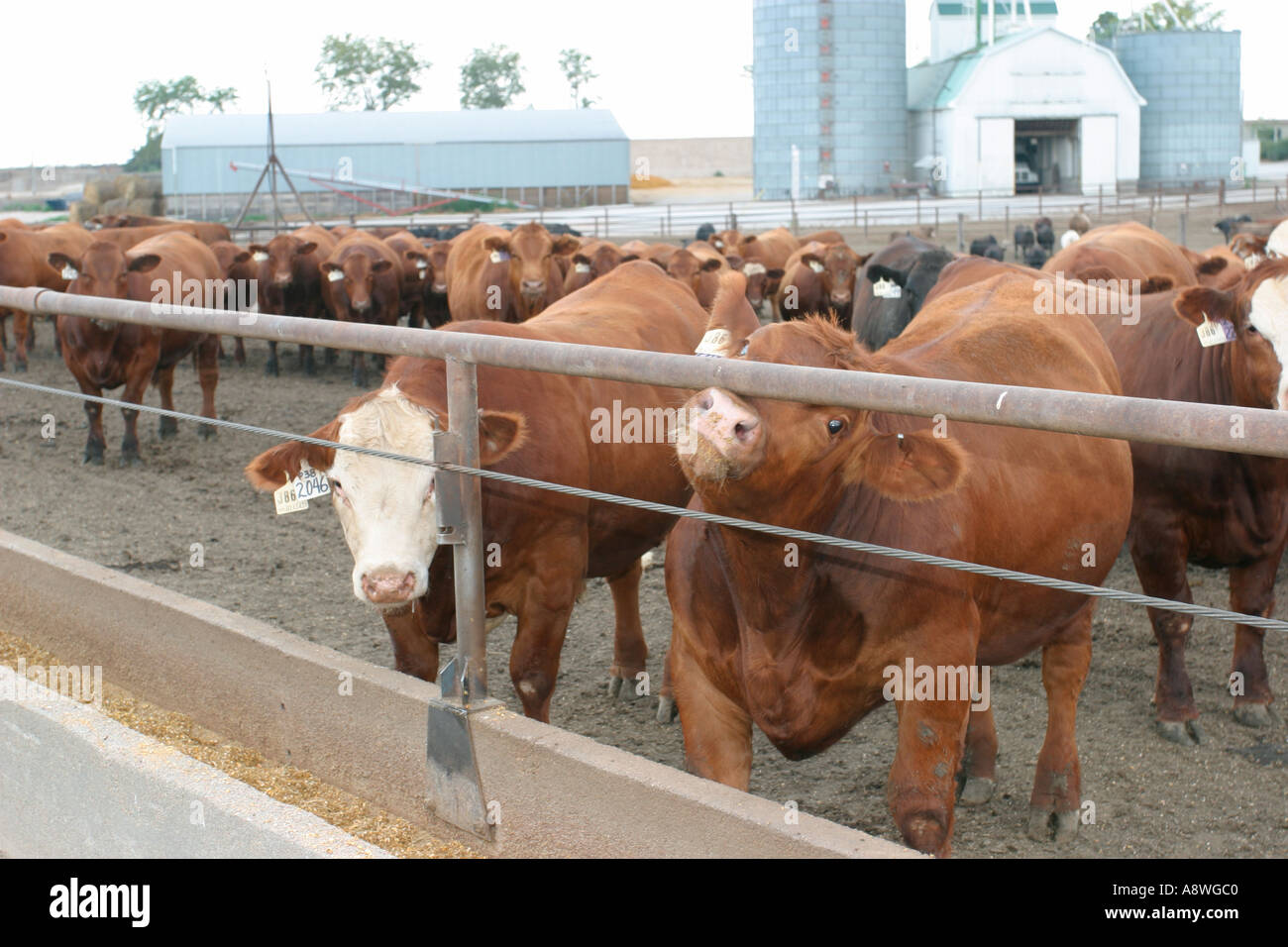 Feedlot where cows are fattened and raised for slaughter. Nebraska in