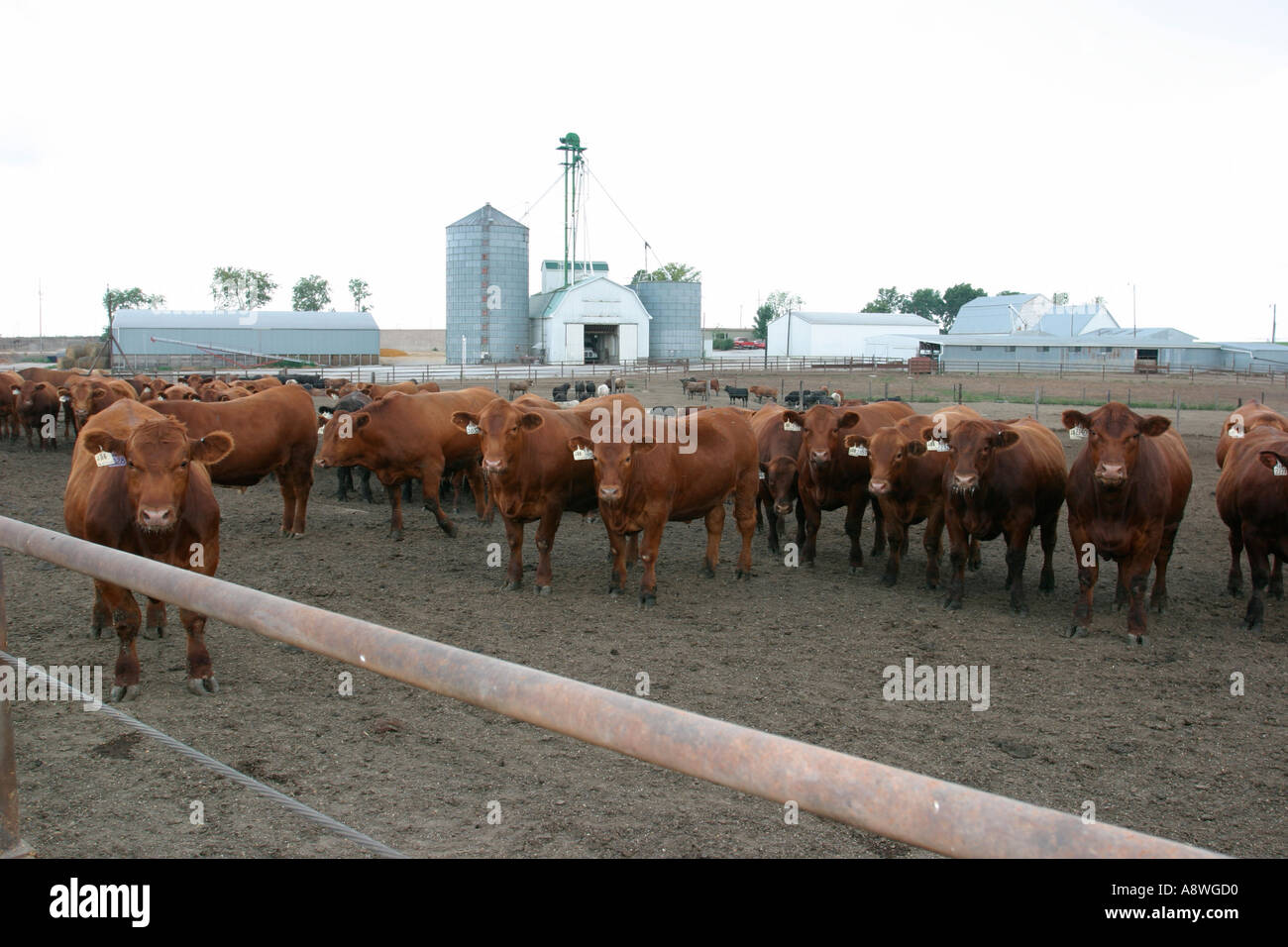 Cattle Slaughter Stock Photos & Cattle Slaughter Stock 