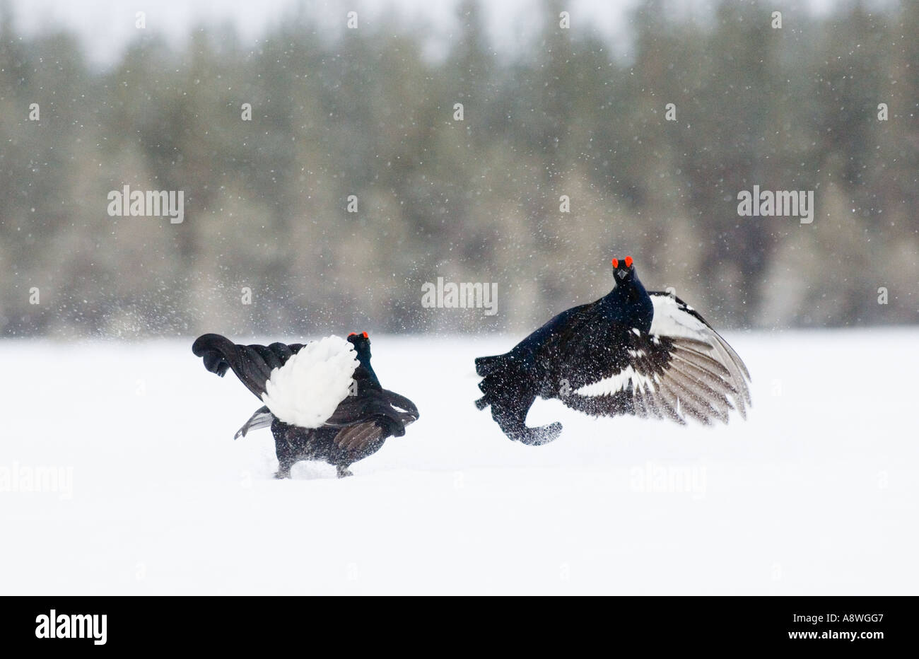 Black Grouse, Tetrao tetrix, males fighting at lek, April Finland Stock Photo