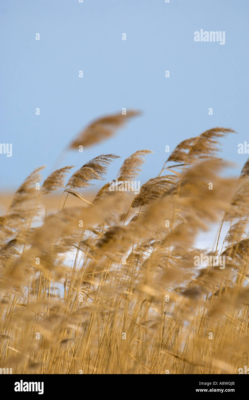 Phragmites reeds Suffolk UK winter Stock Photo