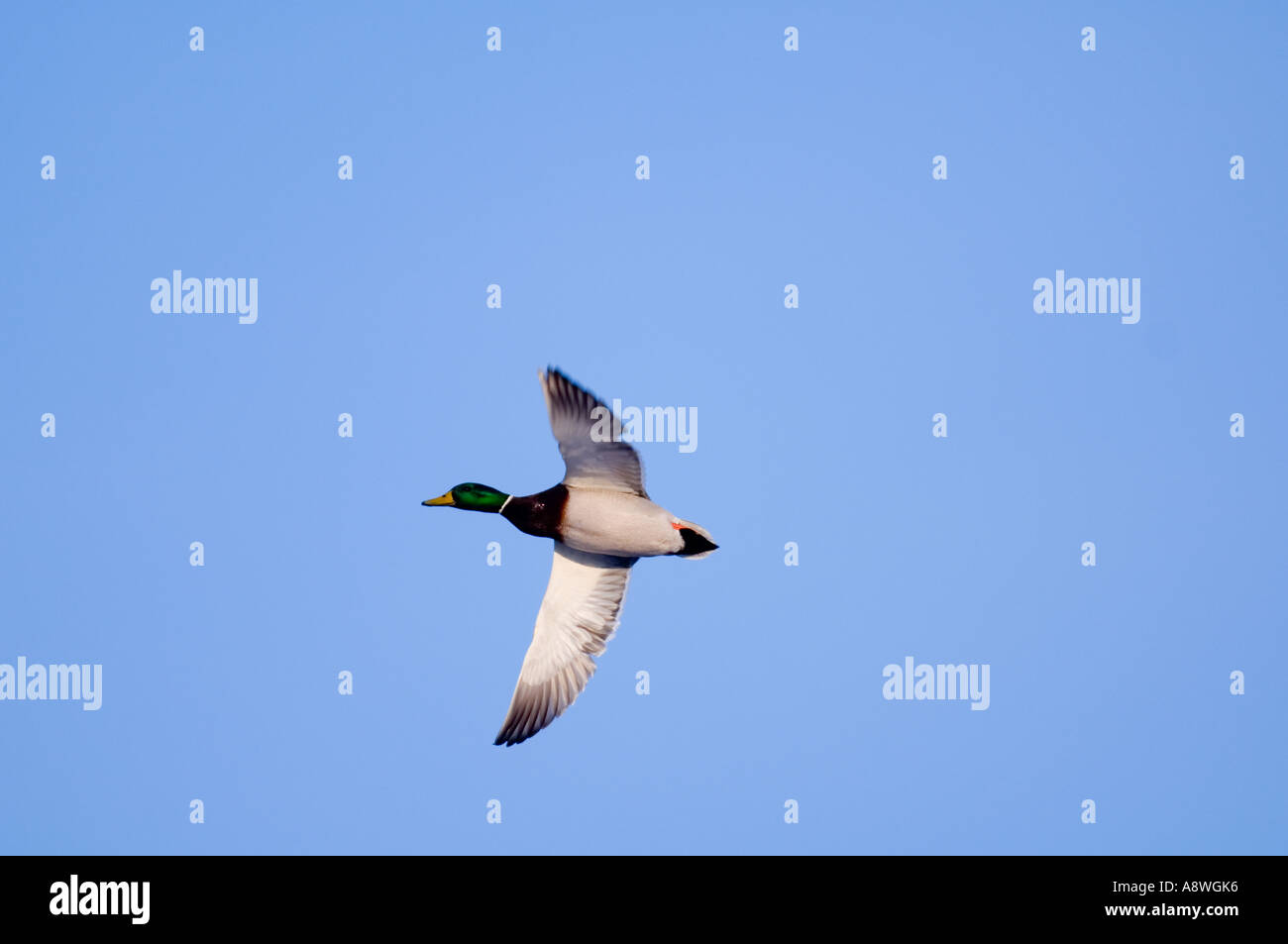 Mallard, Anas platyrhynchos, male in flight UK winter Stock Photo