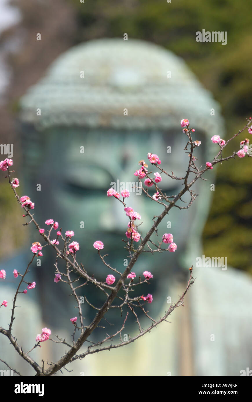 Cherry Blossoms in front of the Great Buddha, Kamakura, Japan Stock ...