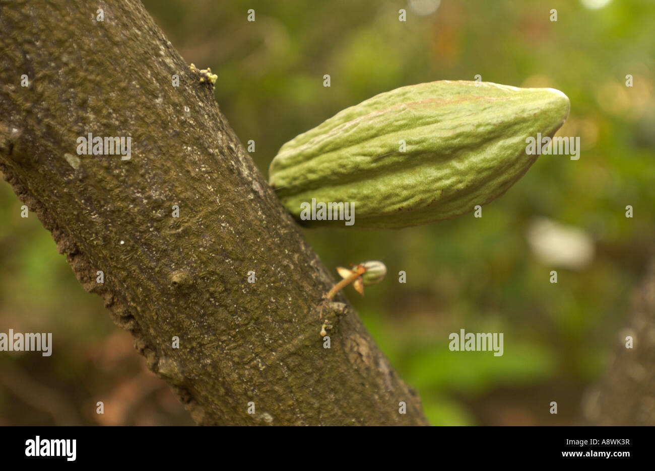 A cocoa bean (seed) in a plantation of cacaotier trees at Basse-Terre, Guadeloupe FR Stock Photo
